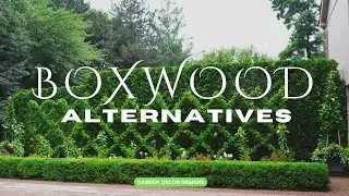 BOXWOOD PLANTS ALTERNATIVE IDEAS | BEST SHRUBS FOR HEDGES FOR EVERGREEN GARDEN LANDSCAPE DESIGNS