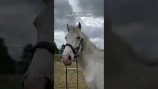 team sans mors? #horse #chevalpassion #cheval #equestrian #poney #equitation #animaux #pony