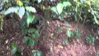 Edie picks coffee cherry in Las Capucas, Honduras