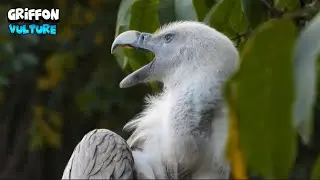 Temperamental Eurasian Griffon Vulture