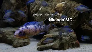 Metriaclima Fainzilberi Nkanda