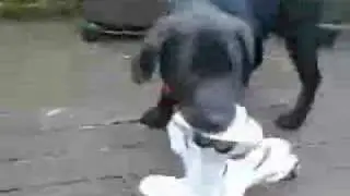 Funny Fight - Dog Against Robot Blood KIll Violence Hahaha