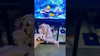 Making new coral islands using MarcoRocks.com