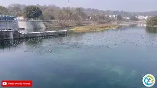 Migrant birds.!!(The RUDDY SHELDUCK).!! ब्राह्मणी बतख ॥     #mercytowardsanimals #saveanimals #mta