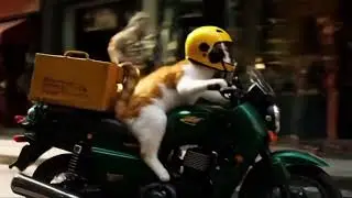 When your cat steals your bike AND your heart 😹🏍️