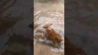Dogs having fun in our flooded house after a storm.