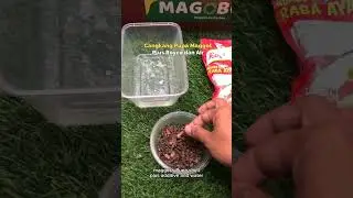 Lalat BSF sukses bertelur pada tempatnya? Ini rahasianya #maggotbsf #blacksoldierfly