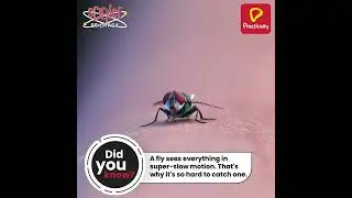 Interesting Fact About A Fly  | Science Be Crazy