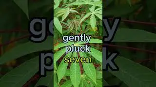 spiritual benefit of cassava leaf #africa #gingerroot #health #goviral