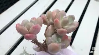Pachyveria Muelleri