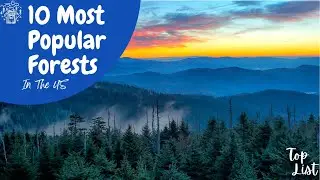Top 10 Popular Forests In The United States