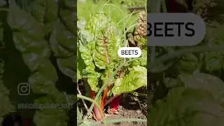 6 Things growing in our Chicago Urban Farm #fieldtotable #urbanfarm
