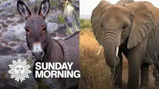Nature: Donkeys and elephants