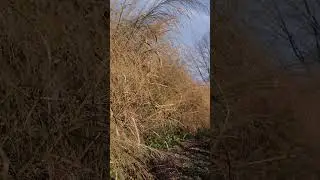 Panicum amarum (bitter switchgrass) at The Old Dairy Nursery in fall