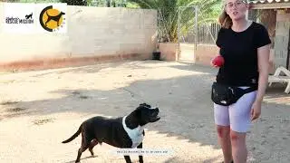 Rescue Dogs in Spain | ADOPT A DOG TODAY!
