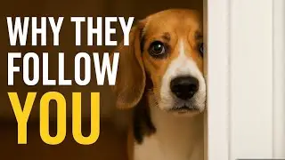 5 Reasons Your Dog Follows You Everywhere 🐶 (You&rsquo;ll Be Surprised!)