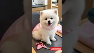 Cutest teacup toy puppy 😄 #cute #toys #baby #cutebaby #barkingbliss #dog #pets #cutedog #pomeranian