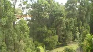 koala at my house in australia