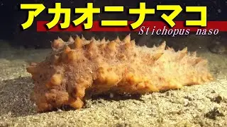 【 アカオニナマコ 】食べられる海の赤鬼　Stichopus naso
