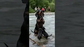 #dogofyoutube #puppy #doggielife #dachshund #doggybestfriend #saddogs