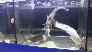 Walking Catfish Fighting