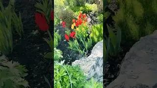 Amazing Flowers blooming | Spring time # Calgary City # Alberta#  Canada