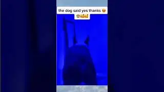 Saying bless you to my dog when he sneezes 🥰
