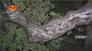 MISTERIO DEL ARBOL DE AMATE