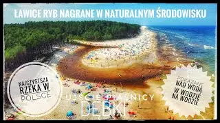 Rzeka Piaśnica - Nurkowanie wśród ryb & Pokazana z Lotu Ptaka