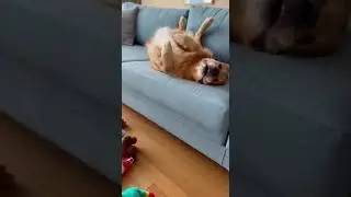 golden retriever funny videos 🐕❤️ playful pup caught in action #bome #dogsoftiktok #funnydogs