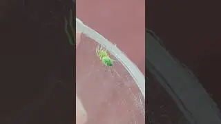 Ara&ntilde;a verde tejedora de malla (nigma walckenaeri) una belleza inapreciable