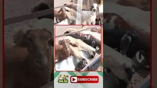 పొట్టేళ్లు బరువు పెరగాలంటే ..?  | Sheep Farming In Telugu | Harshad Basha | Rythanna Nestam