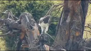 Martial eagle (Polemaetus bellicosus) at African Animals - Watering Hole mpalalive.org - explore.org