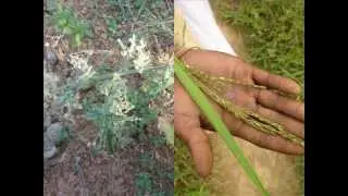 Medicinal Rice T9 based Formulations for Hodgkins disease: Pankaj Oudhia's Medicinal Plant Database