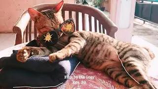 Sunbathing on the table🌞 #sunbathing #catrelaxing #animallover