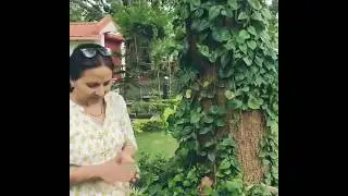 Mom Rolling Bangla Paan (Betel Leaf)