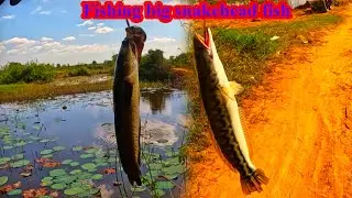 Today, I am fishing allot of big snakehead fish.