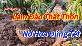 Đào Tết -Thử nghiệm đào thất thốn nở hoa đúng tết - Vườn Nhà Bon (p42 )#vuonnhabon #daotet