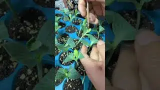 Professional Nursery Plant Handling 🌿 | Healthy Growth Process