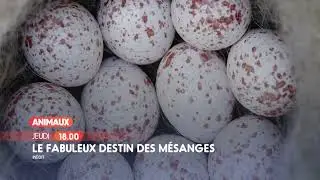 Le fabuleux destin des m&eacute;sanges