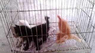 Baby cat crying-4 difference colour
