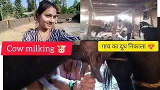Cow milking | gau ki seva 🐄 | आज मैंने गाय का दूध निकाला 😍#Cow