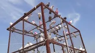 50 plus Kabootar Bahi nikal Diye// AAA pigeon vlogs🕊️