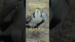 The Angry Spur-Winged Plover