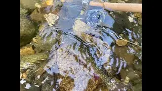 Semper on the Fly - Small stream trout fly fishing in NH White Mountains