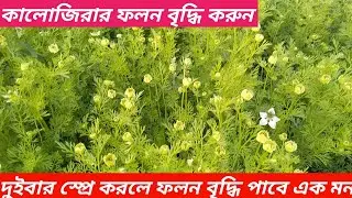 কালোজিরা চাষ পদ্ধতি। কালোজিরার ফলন বৃদ্ধি করুন। kalojira chas