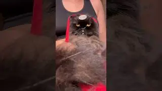 Как переход?? 🤞🏻😻 #кот #навратри