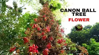 Canonball Tree Flower