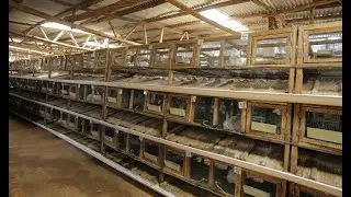 INTRODUCTION TO RABBIT FARMING LESSONS