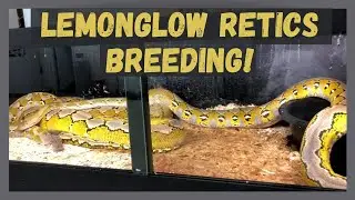 LEARN ABOUT RETICULATED PYTHON BREEDING - 10 FOOT SNAKES 1ST DATE!